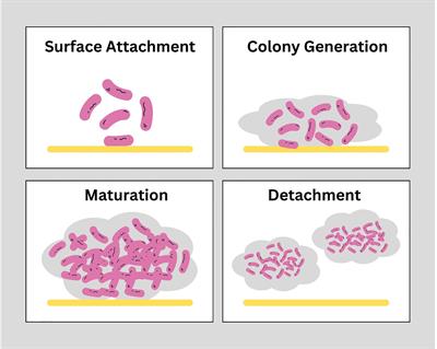 Combination drug strategies for biofilm eradication using synthetic and natural agents in KAPE pathogens
